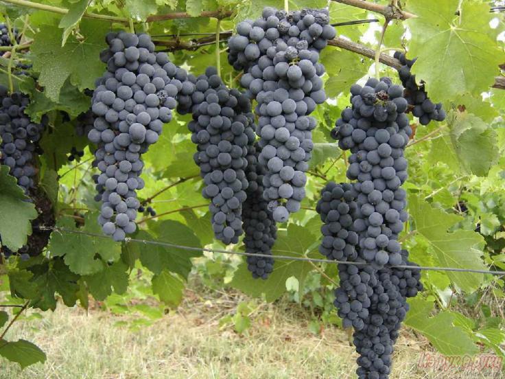 Ритон виноград описание и фото